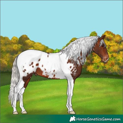Horse Color:Silver Brown Tobiano Blanket