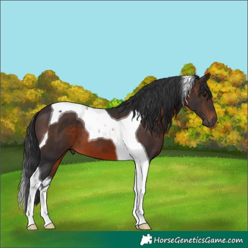 Horse Color:Brown Tobiano 