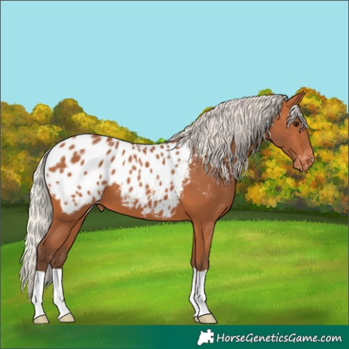 Horse Color:Silver Bay Blanket