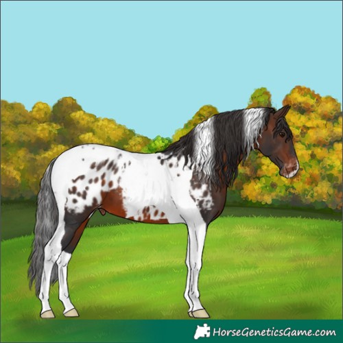 Horse Color:Brown Tobiano Blanket