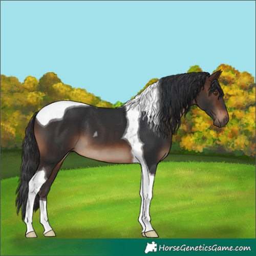 Horse Color:Brown Tobiano