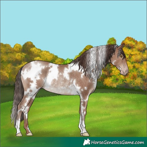 Horse Color:White Spotted Classic Champagne Rabicano 