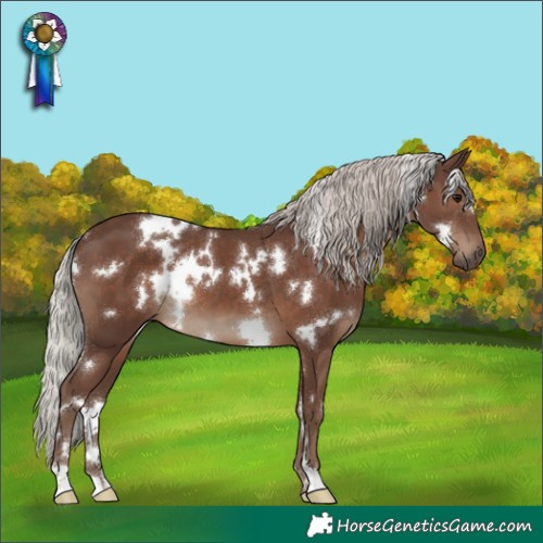 Horse Color:White Spotted Silver Black