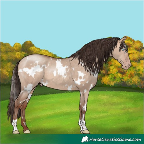 Horse Color:White Spotted Sable Champagne Dun