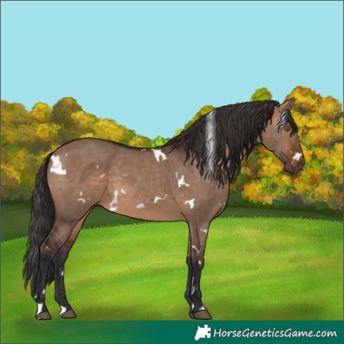 Horse Color:White Spotted Brown Dun 