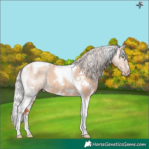 Horse Color:White Spotted Silver Classic Champagne Dun Tobiano 