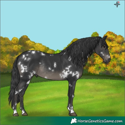 Horse Color:White Spotted Black Rabicano 