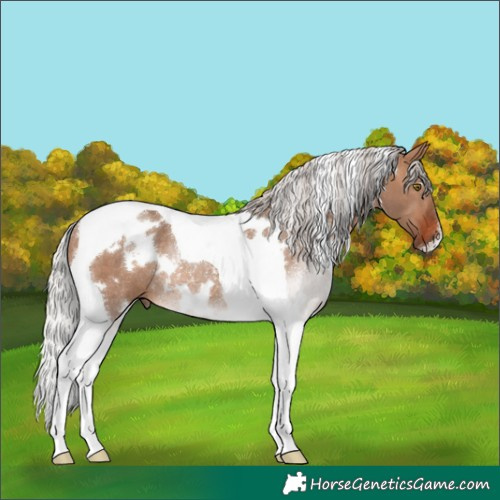 Horse Color:White Spotted Silver Brown Dun Tobiano Rabicano 
