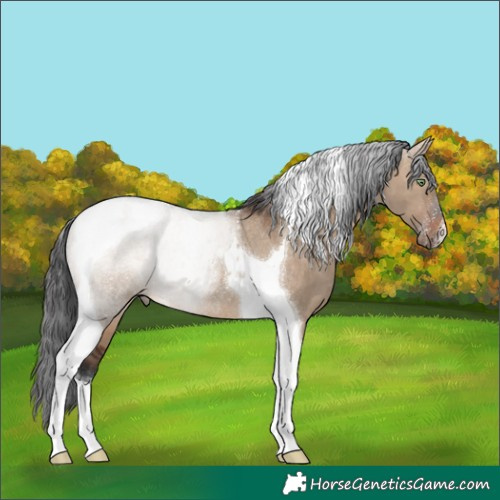 Horse Color:Brown Dun Tobiano Rabicano 