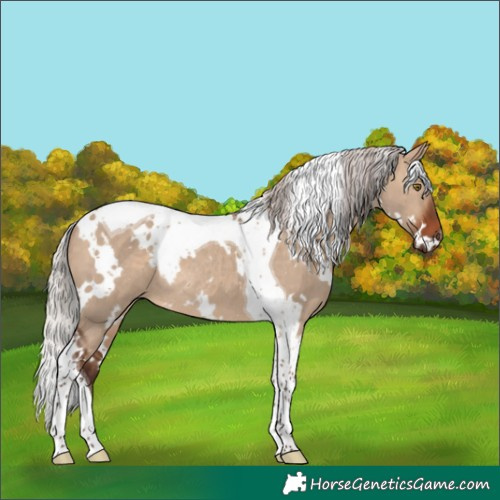 Horse Color:White Spotted Silver Brown Dun Tobiano Rabicano