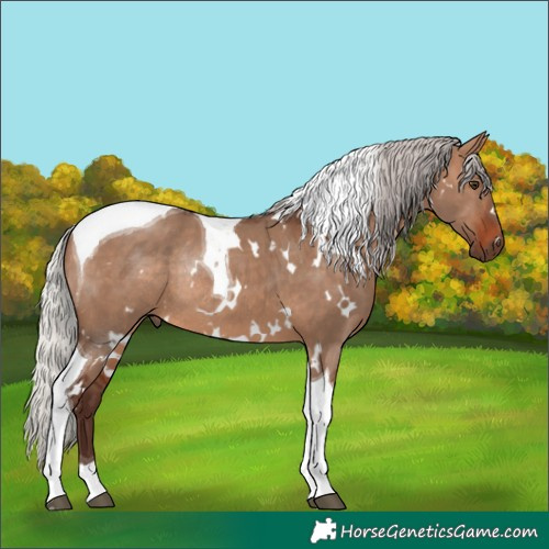 Horse Color:White Spotted Silver Brown Dun Tobiano Rabicano
