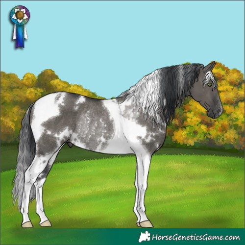Horse Color:White Spotted Grullo Tobiano Rabicano 