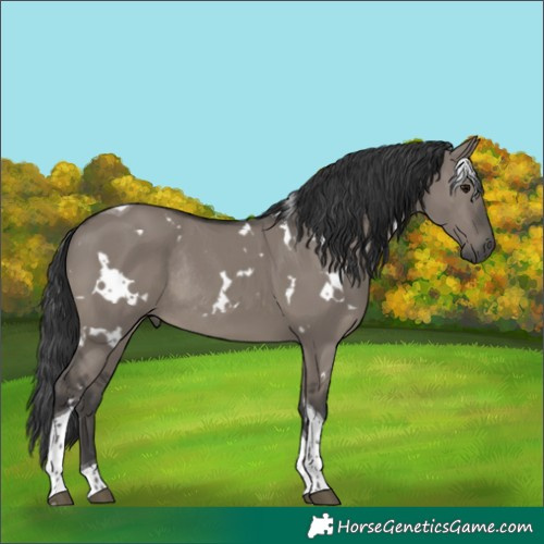 Horse Color:White Spotted Grullo Tobiano Rabicano