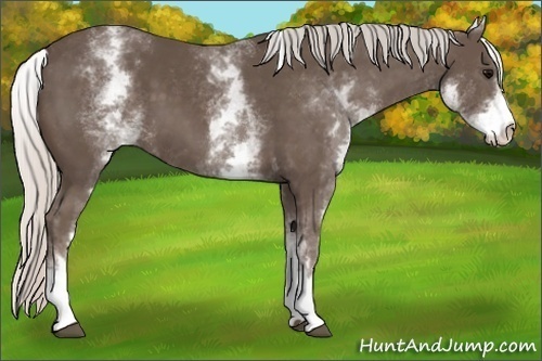 Horse Color:White Spotted Silver Black 