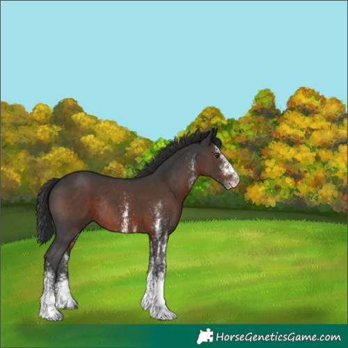 Horse Color:White Spotted Liver Chestnut Tobiano Rabicano