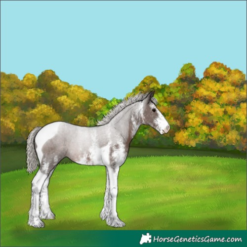 Horse Color:White Spotted Silver Black Tobiano Rabicano 