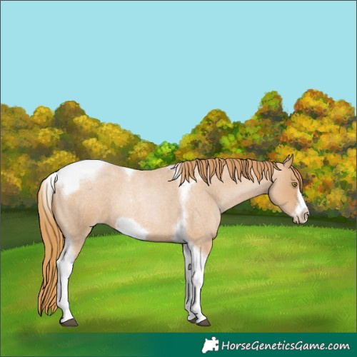 Horse Color:Red Roan Pearl Tobiano Frame