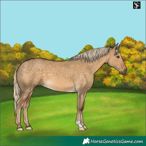 Horse Color:Chocolate Palomino Dun 