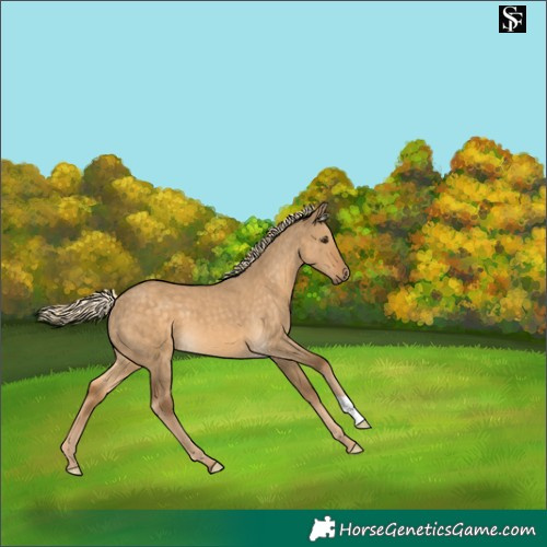 Horse Color:Chocolate Palomino Dun