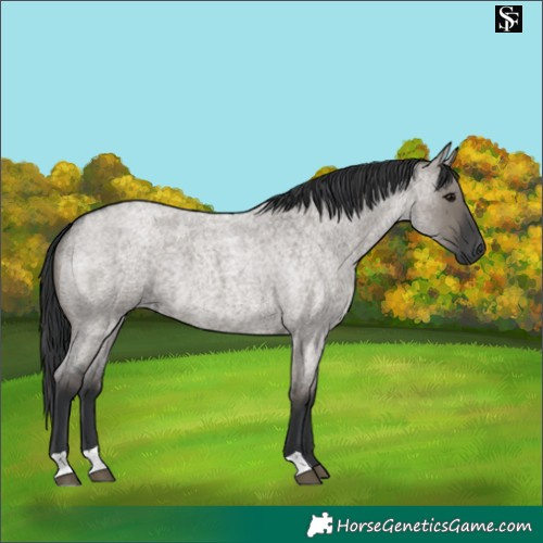 Horse Color:Grullo Roan 
