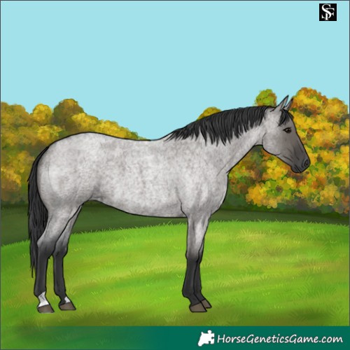 Horse Color:Grullo Roan