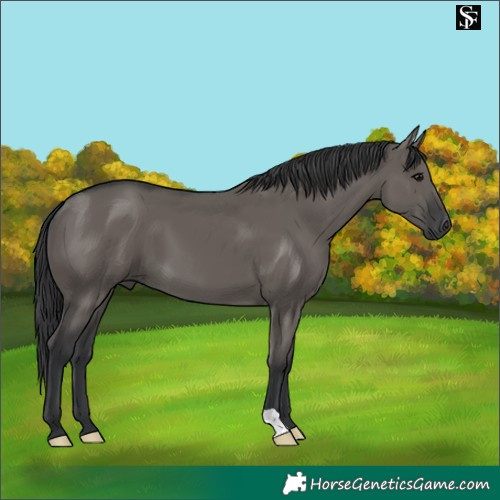 Horse Color:Grullo