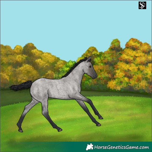 Horse Color:Grullo Roan Mushroom 