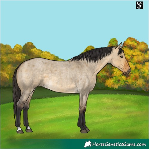 Horse Color:Buckskin Roan Dun 