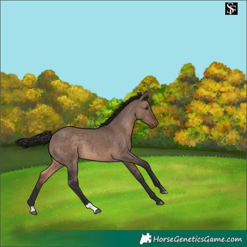 Horse Color:Brown Dun Mushroom
