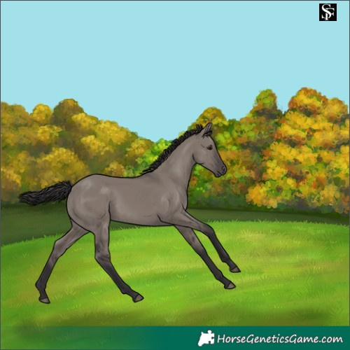 Horse Color:Smoky Grullo Mushroom 