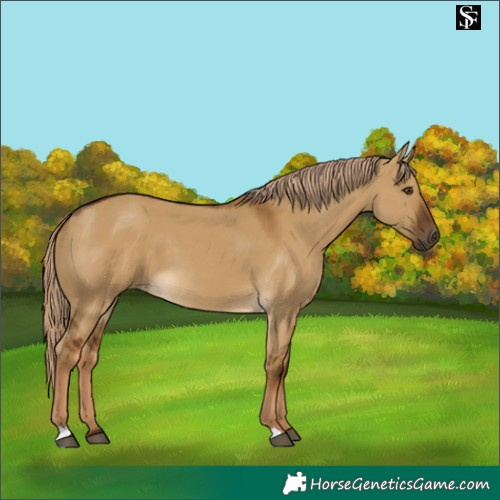 Horse Color:Chocolate Palomino Dun
