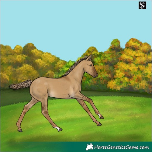 Horse Color:Chocolate Palomino Dun 