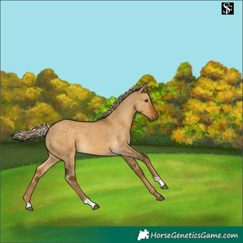 Horse Color:Chocolate Palomino Dun 