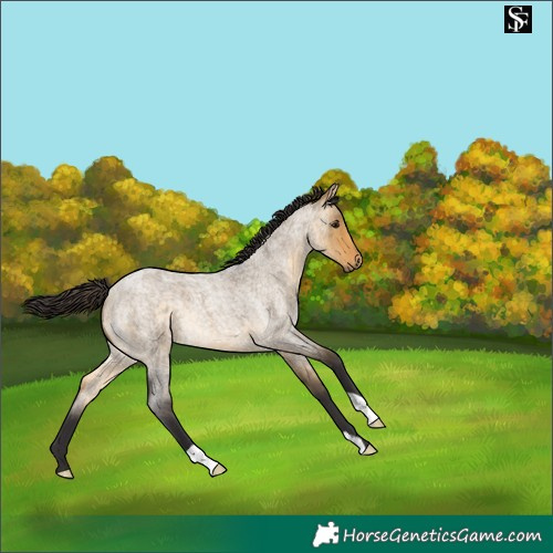Horse Color:Buckskin Roan Dun 