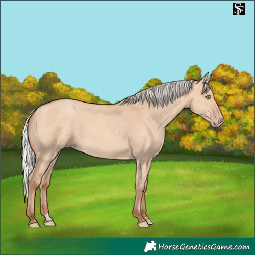 Horse Color:Silver Amber Champagne Dun 