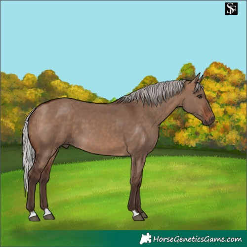 Horse Color:Silver Brown Dun 