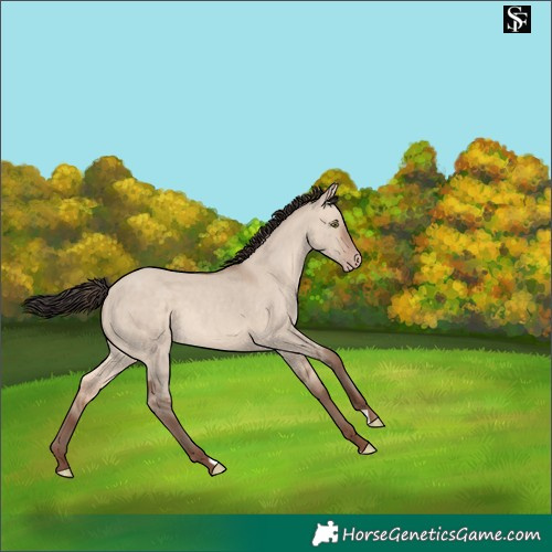 Horse Color:Sable Champagne Dun 