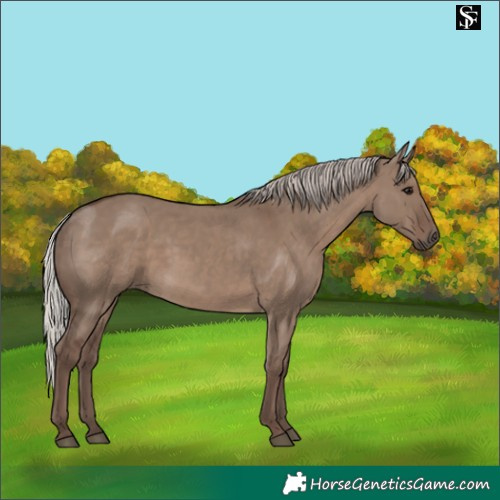 Horse Color:Silver Grullo