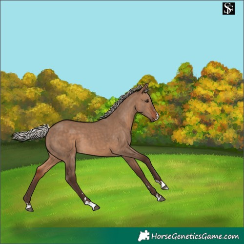Horse Color:Silver Brown Dun