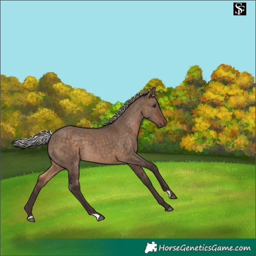 Horse Color:Silver Brown Dun