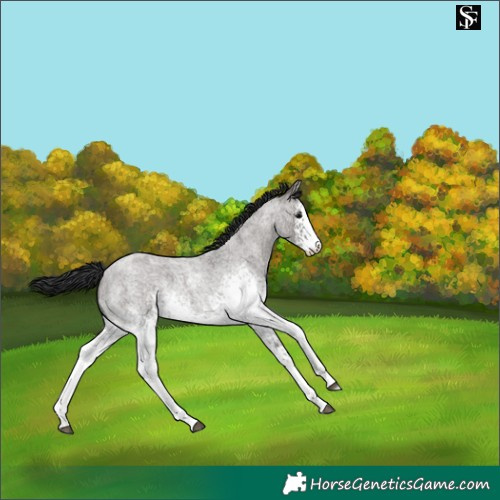 Horse Color:White Spotted Grullo Roan 
