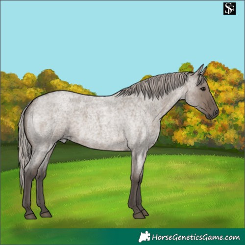 Horse Color:Silver Grullo Roan