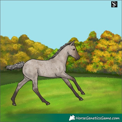 Horse Color:Silver Grullo Roan 