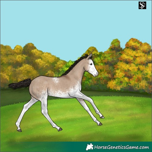 Horse Color:White Spotted Liver Red Dun