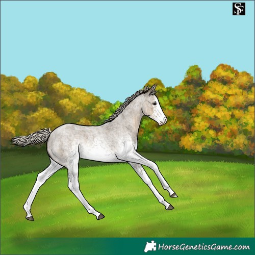 Horse Color:White Spotted Silver Smoky Grullo Roan 
