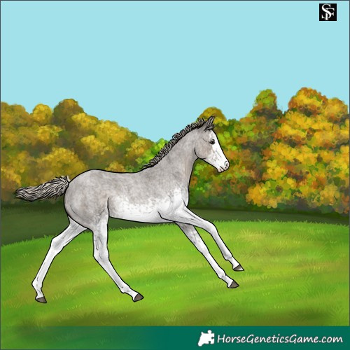 Horse Color:White Spotted Silver Smoky Grullo Roan 