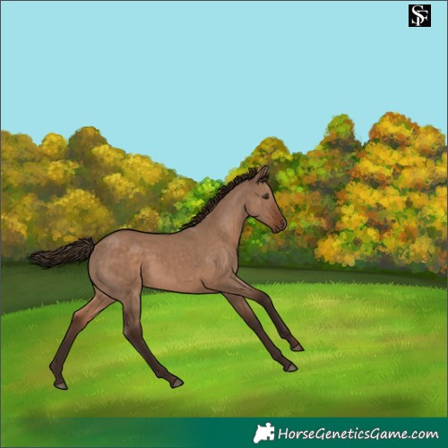 Horse Color:Liver Red Dun 