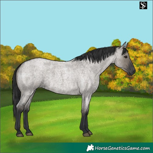 Horse Color:Grullo Roan