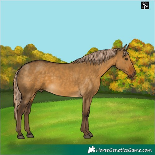 Horse Color:Chocolate Palomino Dun 
