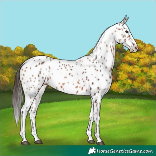 Horse Color:Bay Appaloosa